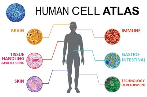 WU Nephrology Integral Part in CZI Push to Accelerate Scientific Discovery - Division of Nephrology