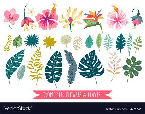 Rainforest Flowers Clipart | Best Flower Site