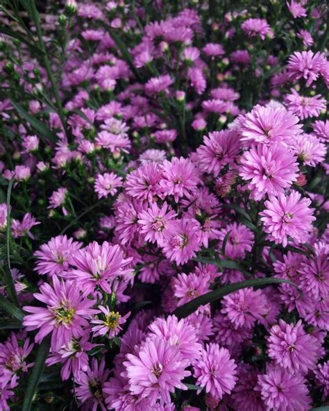 Aster flower meaning • Discover the true meanings of this beautiful flower