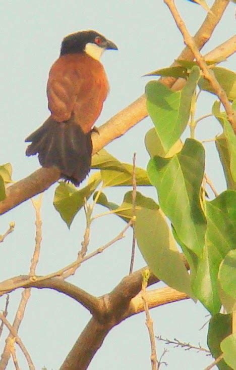 Friendly Neighbourhood Birders: 30. Birds of Ghana