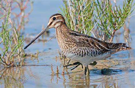 Snipe | Bird Identification Guide | Bird Spot