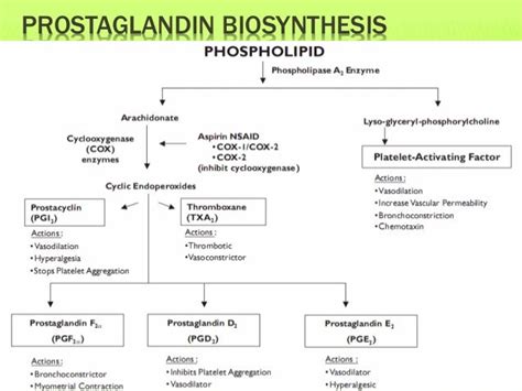 Prostaglandin biosynthesis & therapeutic uses of prostaglandin analou…