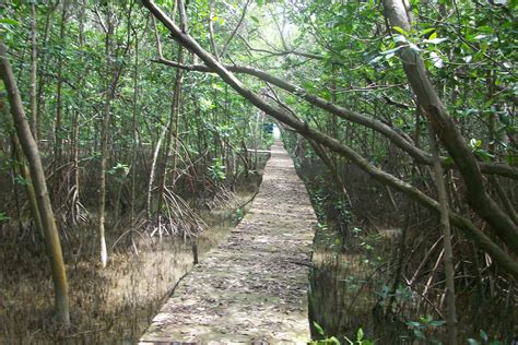 Manfaat Hutan Mangrove – HARDIWINOTO