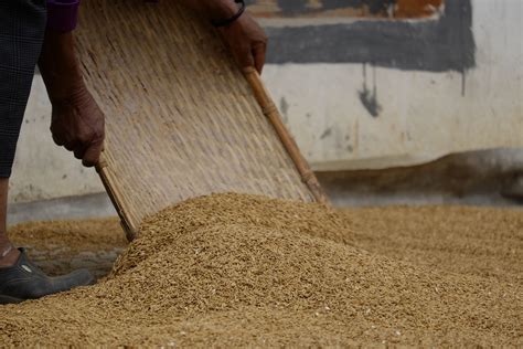 Harvesting Rice. — Patrick Pecoraro Photography