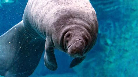 Are Manatee Endangered?