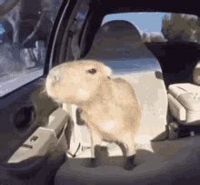 Capybara GIF - Capybara - Discover & Share GIFs