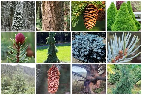 18 Different Types of Spruce Trees & Their Identifying Features