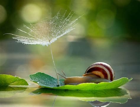 The Most Amazing Up-Close Snail Photos You'll Ever See | Snail, Amazing nature, Magical pictures