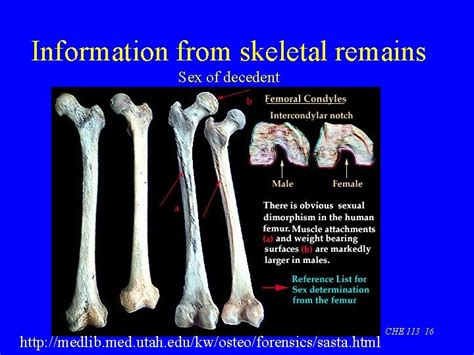 CHE 113 FORENSIC ANTHROPOLOGY A Very Brief Overview