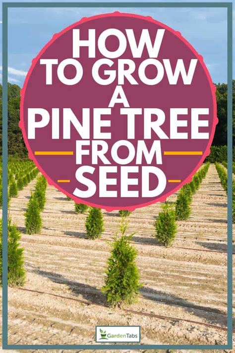 How To Grow A Pine Tree From Seed