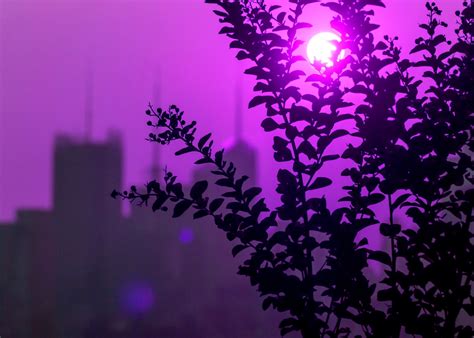 NEW SAVANNA: Plants & midtown in silhouette + sun