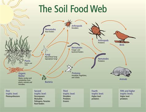 What is the Soil Food Web?