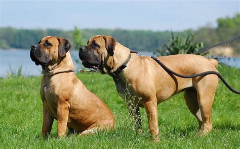 BEST BREEDERS IN THE WORLD | SOUTH AFRICAN BOERBOEL - Elite Boerboels #1 Boerboel Breeder in Europe