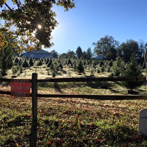 4 Christmas tree farms an hour or less from Birmingham, plus local lots