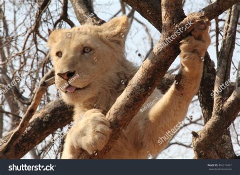 Albino Lion Cub On A Tree Showing His Tongue. Stock Photo 446019457 ...