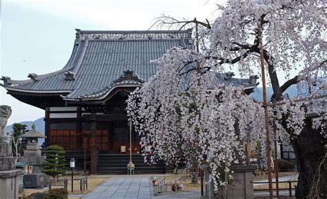 Cherry Blossoms Are Blooming Around Matsumoto | Visit Matsumoto