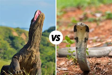 Komodo Dragon Vs. King Cobra: What’s The Difference?