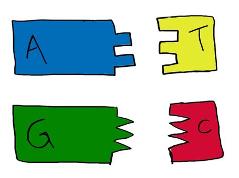 DNA Base Pairs — Overview & Structure - Expii