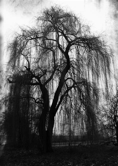 Weeping Willow by Luna-Caillean on deviantART | Willow tree tattoos, Willow tree art, Weeping ...