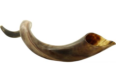 High Quality Yemenite Kudu Shofar Polished Large Size 4048 Free Anti ...