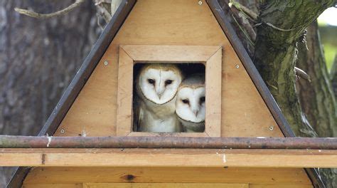 24 Barn Owl Box ideas | owl box, barn owl, owl