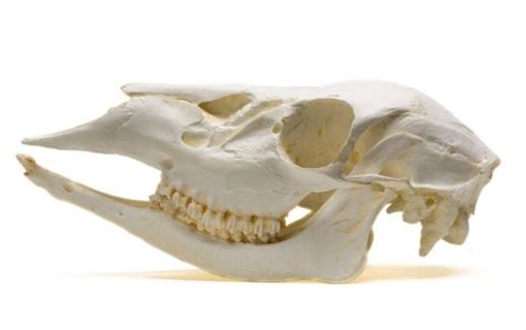 Whitetail Deer Skull Replica