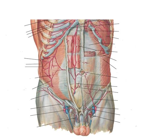 Inferior Epigastric Artery