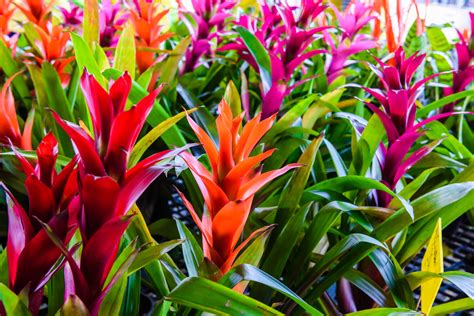 Caring for Orchids, Bromeliads, & Succulents - Peoples Flowers