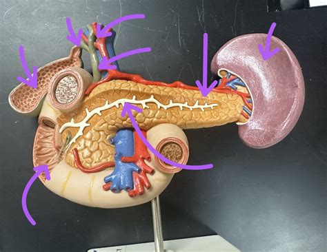 anatomy of accessory structures Diagram | Quizlet