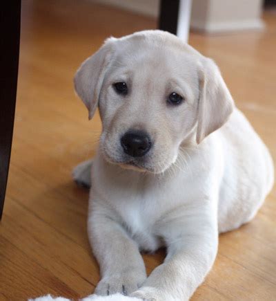 Yellow Labrador Puppy