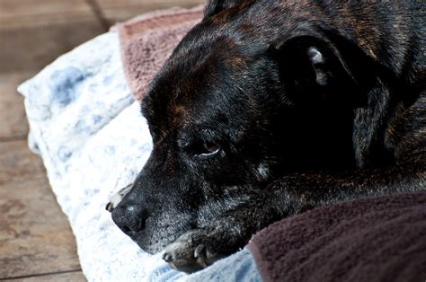 Sad dog @ Lowestoft, Suffolk | Tim Parkinson | Flickr