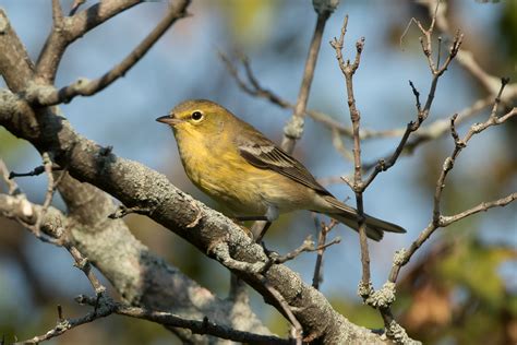 Pine Warbler (male-fall) – Jeremy Meyer Photography