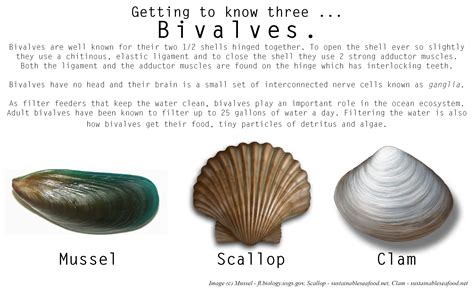 Why Are They Called Bivalves