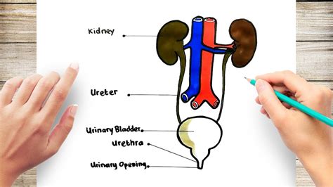 How to Draw Human Urinary System - YouTube