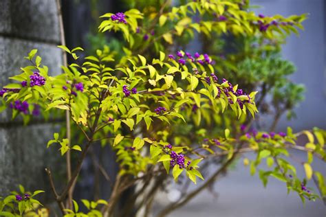 Can Beautyberry Thrive In Pots? Tips For Container Gardening