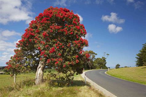 Popular Gum Trees Found in Several Plant Genera