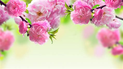 Spring Flowers Wallpapers HD (50+ Images) Free Download