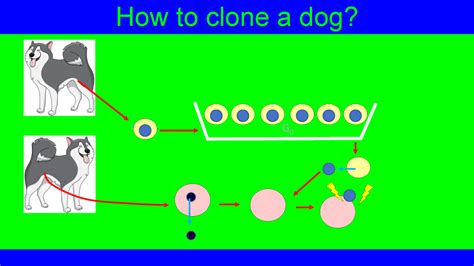 Why clone a (working) dog: Pros and cons – Biopetnology