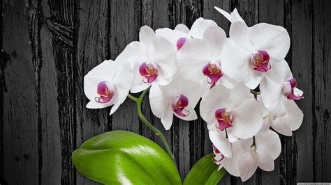 Orchid Wallpapers - Top Free Orchid Backgrounds - WallpaperAccess