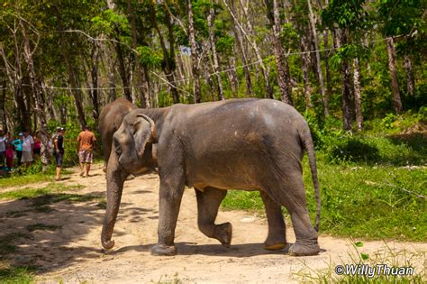 Elephant Jungle Sanctuary Phuket - PHUKET 101