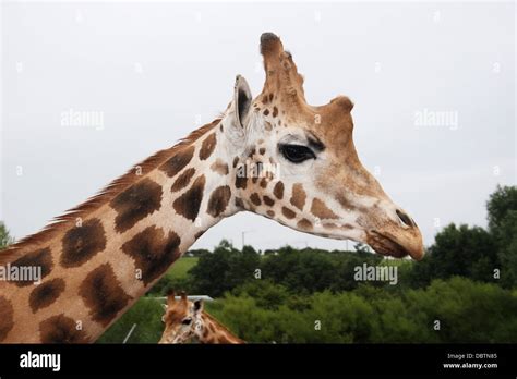 Giraffe eating fruit hi-res stock photography and images - Alamy