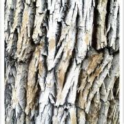 Bark Identification - Identifying Tree Bark
