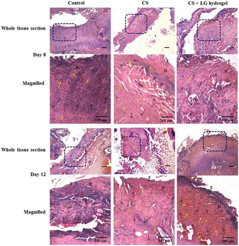 H&E staining. Histopathology results showing the hematoxylin and eosin... | Download Scientific ...