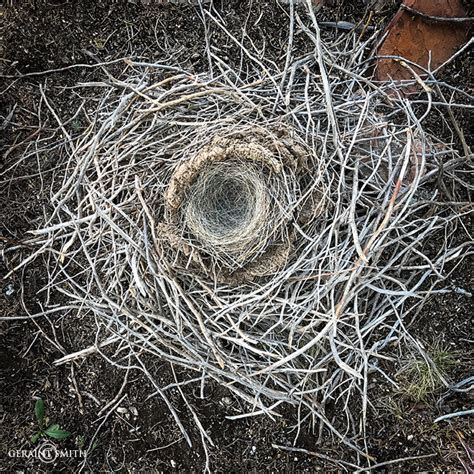 Adobe home, magpie nest, San Cristobal fallen from a juniper tree