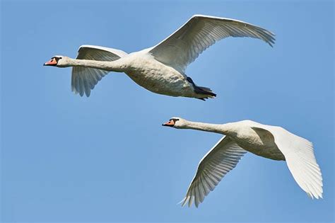 Do Swans Migrate? Types, Facts, & FAQ - Optics Mag