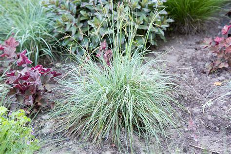 Carex flacca 'Blue Zinger' | Stonehouse Nursery