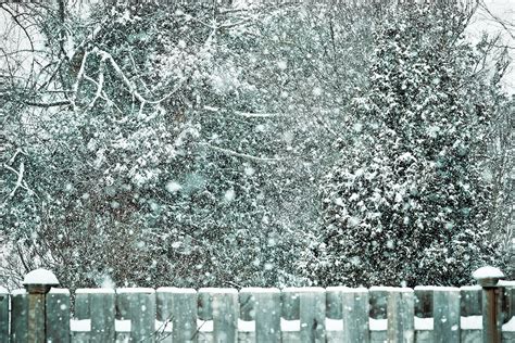 Winter Flurries - Backdrops Canada