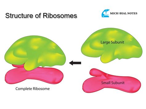 What is Ribosomes?: Its structure and function in translation