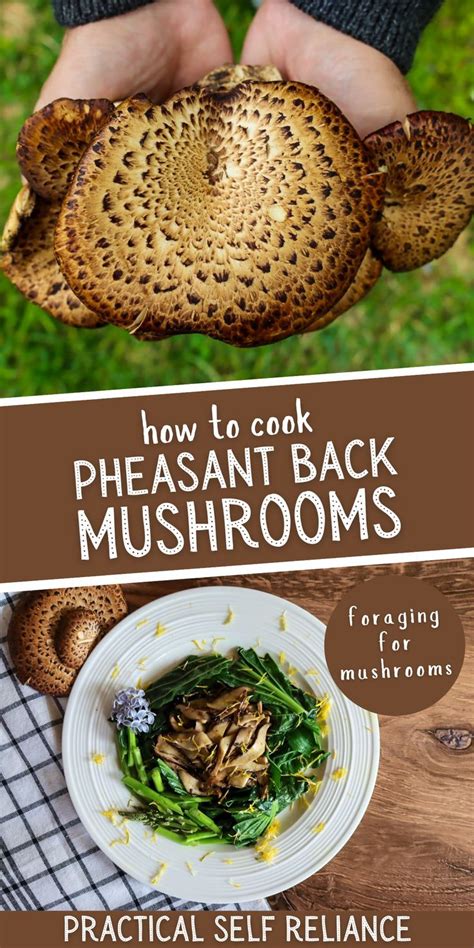 Foraging Pheasant Back Mushrooms (Cerioporus squamosus) | How to cook ...