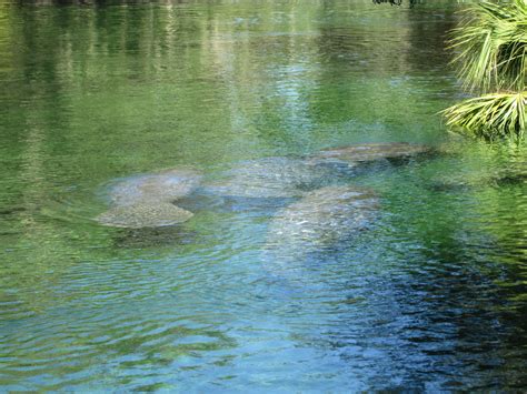 See Manatees And More In Blue Springs State Park Florida